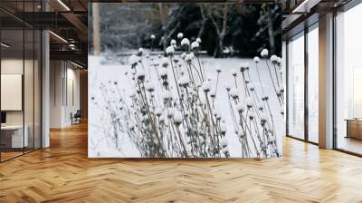 Dried flowers covered with white snow Wall mural