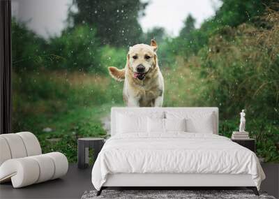 Funny dog playing under raindrops in countryside Wall mural