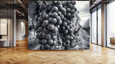 Grapes on Vine Wall mural