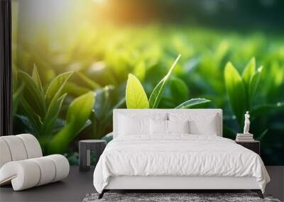 Green tea leaves on a blurred green background with morning sunlight, tea plantations. Wall mural