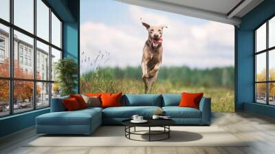 Happy Weimaraner dog playing in summer field Wall mural