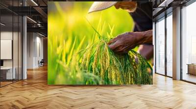 Rice Picker in Field Wall mural