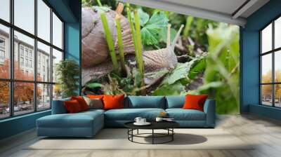 snail on a leaf Wall mural