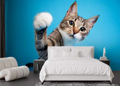 Studio shot of a gray and white striped cat sitting on blue background Wall mural