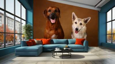 Studio shot of a two dogs sitting on brown Background Wall mural