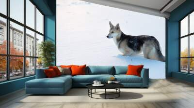 View at the dog standing in a snowdrift Wall mural