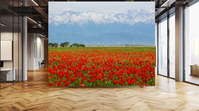 Wunderful poppy field in late may Wall mural