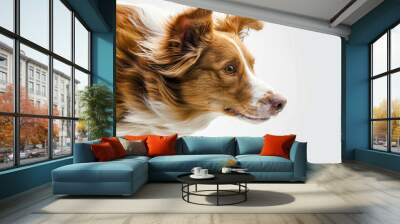 Close-up of a beautiful border collie with a focused gaze, isolated on a clean white background, displaying detailed fur texture Wall mural