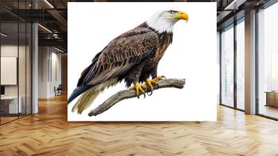 Historical botanical illustration style drawing of a majestic bald eagle perching on a branch Wall mural