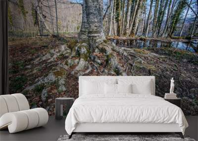 Beautiful forest in Plitvice lakes national park taken at early spring, Croatia Wall mural