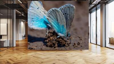 Two European Common Blue butterflies (Polyommatus icarus) Wall mural