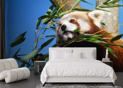 red panda eating bamboo Wall mural