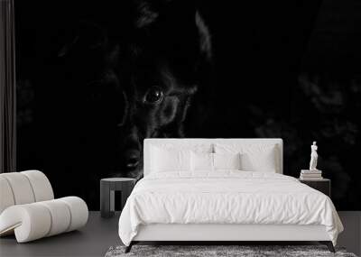 Portrait of a black dog. Black and white photo. Dark. Wall mural