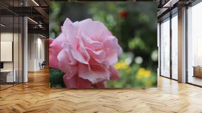 pink rose Wall mural