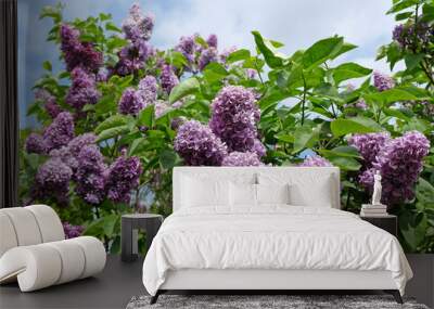 Purple lilac tree in flower. Wall mural