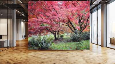 Red and pink colours of the Japanese maple during the autumn. Wall mural