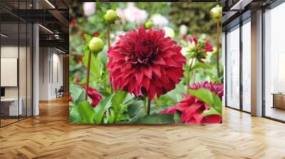 Red decorative dahlia 'spartacus' in flower Wall mural