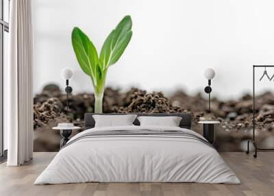 Small green plant grows from fertile soil on a white background, symbolizing new life and potential Wall mural