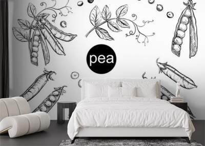 detailed hand drawn ink black and white illustration set of pea pods and peas, flowers. sketch. vect Wall mural