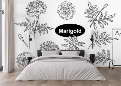 Detailed hand drawn ink black and white illustration set of string bean, leaf. sketch. Vector eps 8 Wall mural