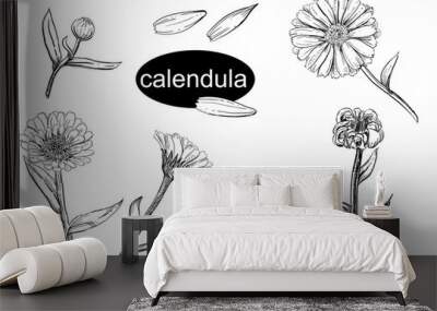 Detailed hand drawn vector illustration set of calendula flower, seeds. Black and white sketch of isolated flower. Wall mural