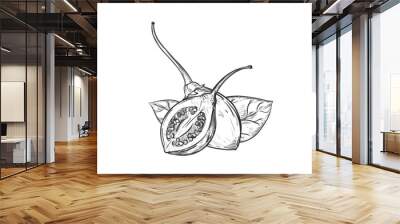 Hand drawn sketch black and white of fruit tamarillo, branch, plant, leaf. Vector illustration. Elements in graphic style label, card, sticker, menu, package. Engraved style illustration. Wall mural