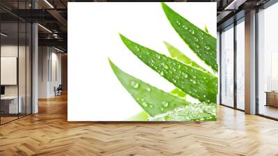 Aloe vera isolated on white background Wall mural