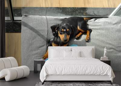 filhote de duchshund tomando sol com seus brinquedos de morder  Wall mural