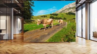 Cows grazing in a typical Alpine landscape Wall mural