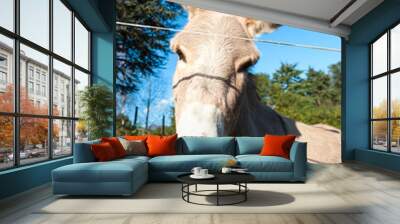 sweet donkey Wall mural