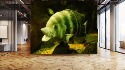 Fish in an aquarium Wall mural