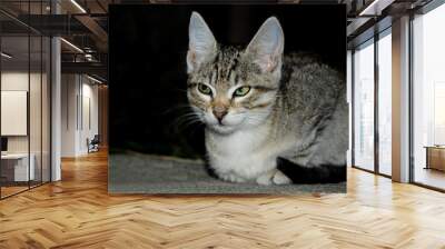 Tabby grey young cat sitting on an alley.  The cat has green eyes.  Wall mural