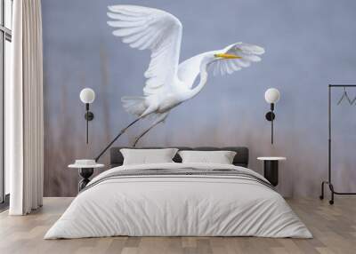 Great egret Ardea alba in flight spread wings taking off lake Wall mural