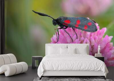 day moth (Zygaena filipendulae) Wall mural