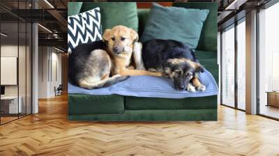 two dogs together lie on the sofa Wall mural