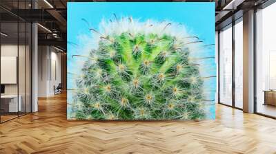 Cactus on a blue background. Wall mural