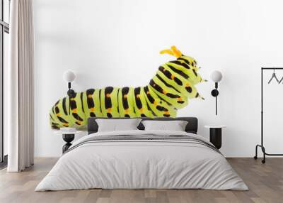 Swallowtail caterpillar white background Wall mural