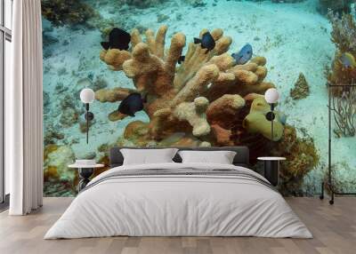 A single hard coral of brown-beige color with its inhabitants on the background of the sea floor. Wall mural