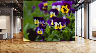 multicolored pansies bloom on the flower bed Wall mural