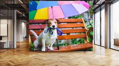 Dog wants to go for walk sitting on bench under colorful umbrella during rain Wall mural