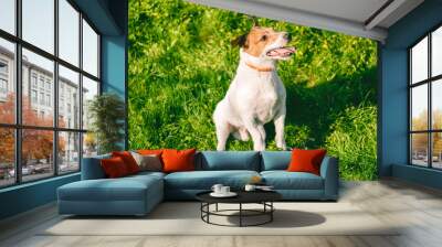 Happy dog wearing anti flea and tick collar playing on spring sunny day outdoor Wall mural