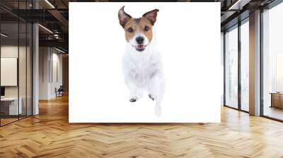 Happy Jack Russell Terrier dog isolated on white background  running and jumping straight towards camera Wall mural