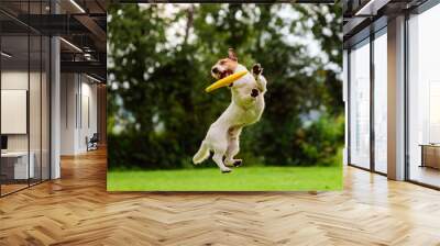 Nice jump by Jack Russell Terrier dog catching flying disk Wall mural