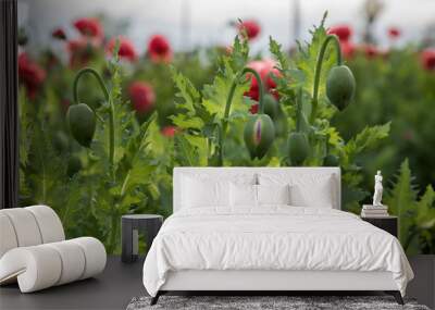 A bunch of poppy buds.  Wall mural