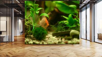 goldfish in aquarium Wall mural