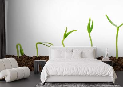 Plants growing from soil-Plant progress isolated Wall mural