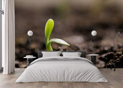 small green seedling in the ground Wall mural