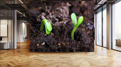 small green seedling Wall mural