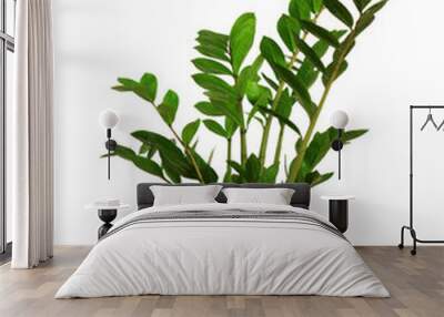 young Zamioculcas a potted plant isolated over white Wall mural