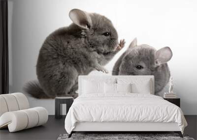 Communication of two chinchillas on a white background Wall mural